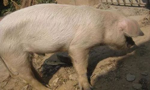 How to Make Perfect Pork Trotters:A Culinary Journey