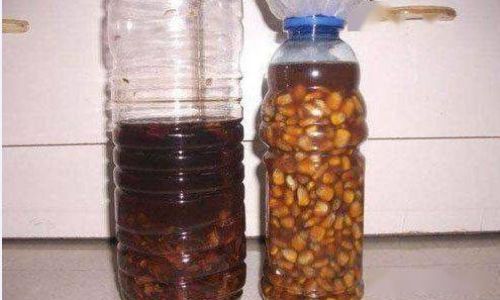 Crafting Medicinal Rice Wine:A Guide to Making Traditional Chinese Herbal Infused Rice Alcohol