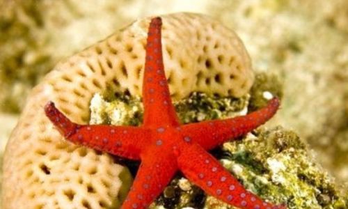 How to Create Stunning Seastar Biscuits