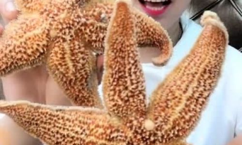 How to Create Stunning Seastar Biscuits