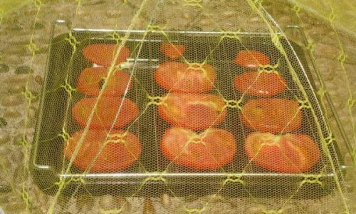 How to Make Sun-Dried Tomatoes:A Step-by-Step Guide