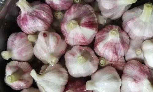 How to Authentically Pickle Salted Garlic