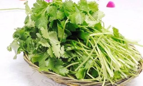 How to Maintain Freshness in Eggplants for Extended Periods
