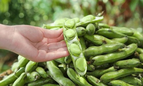How to Preserve Fresh Broad Bean Sprouts for Long-Term Storage