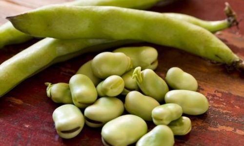 How to Preserve Fresh Broad Bean Sprouts for Long-Term Storage