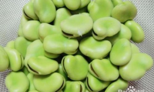 How to Preserve Fresh Broad Bean Sprouts for Long-Term Storage