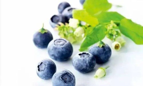 How to Preserve Blueberries for Extended Freshness Without Spoilage