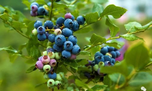 How to Preserve Blueberries for Extended Freshness Without Spoilage