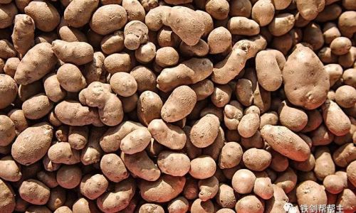 How to Prevent Yam Bean Sprouting:Comprehensive Strategies for Storage and Preservation