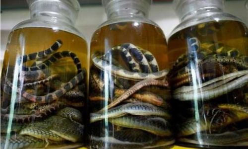 The Art of Infusing Scorpion-Infused Liquor:A Traditional Practice Explored
