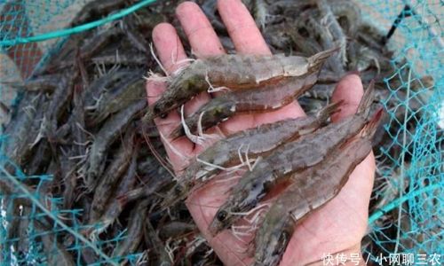 A Comprehensive Guide on How to Cultivate River Shrimp