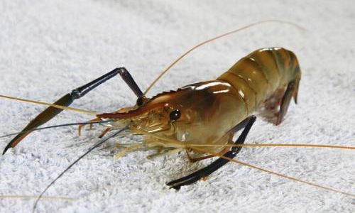 A Comprehensive Guide on How to Cultivate River Shrimp