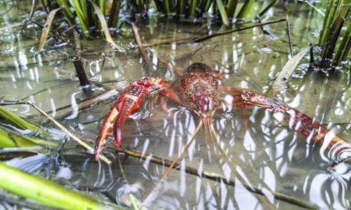 How to Successfully Farm Crayfish