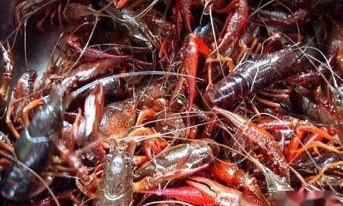 How to Successfully Farm Crayfish