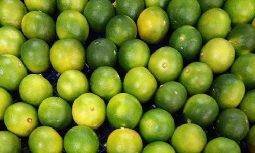 How to Make Salt-Preserved Citrus:A Step-by-Step Guide