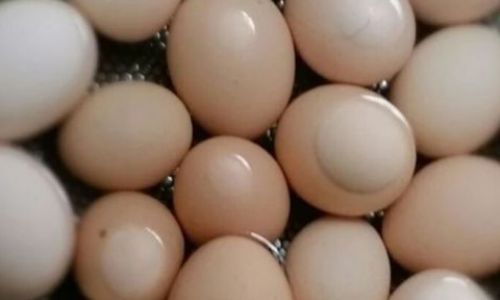 How to Ferment Smelly Eggs:A Traditional Culinary Adventure