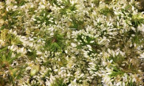 Mastering the Art of Pickling Chives Blossoms for a Delightful Taste
