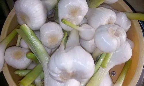 How to Pickle Garlic:A Step-by-Step Guide