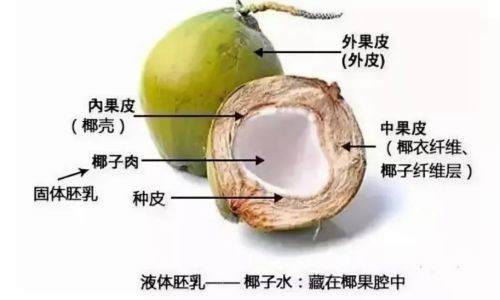 How to Select the Perfect Young Coconut