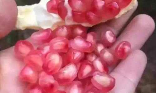 How to Select Sweet Guava:A Comprehensive Guide