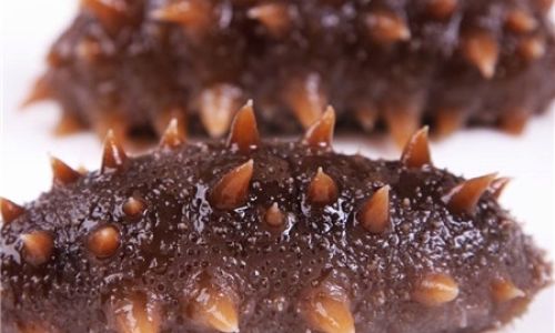 How to Select High-Quality Sea Cucumbers