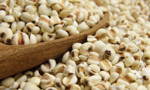 How to Choose the Best Coix Seed Jobs Tears)for Your Health Needs