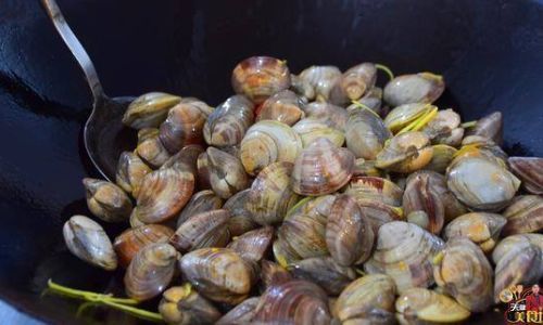 How to Select the Most Delicious Clams