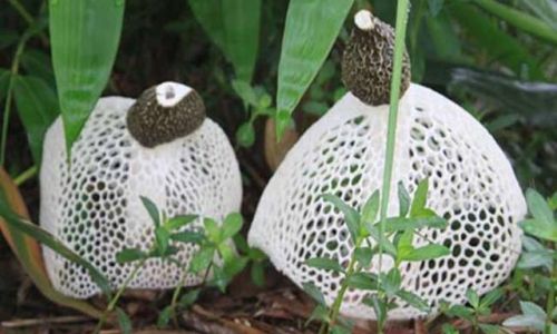 How to Select the Finest Bamboo Fungus Dictyophora indusiata)