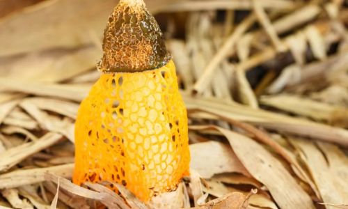 How to Select the Finest Bamboo Fungus Dictyophora indusiata)