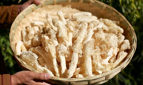 How to Select the Finest Bamboo Fungus Dictyophora indusiata)