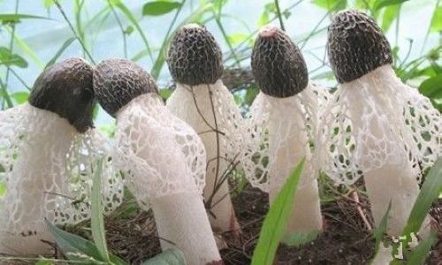 How to Select the Finest Bamboo Fungus Dictyophora indusiata)