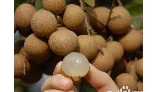 How to Select High-Quality Dried Longan
