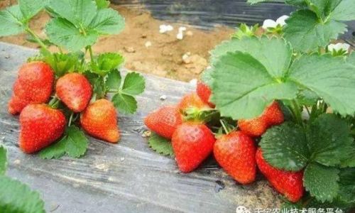 How to Select High-Quality Strawberry Plants