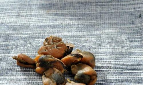 How to Select High-Quality Dried Mussels