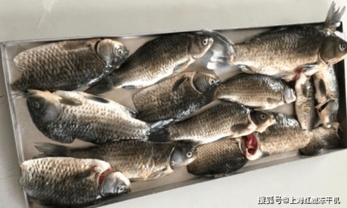 How to Select Fresh Fish Dried:A Comprehensive Guide