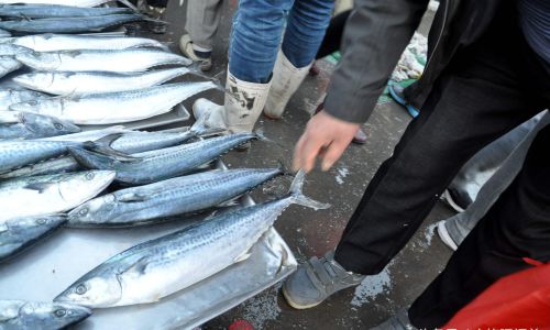 How to Select Fresh Fish Dried:A Comprehensive Guide