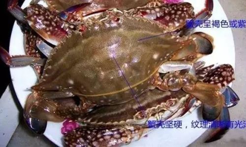 How to Select Fresh Crab Meat:A Comprehensive Guide