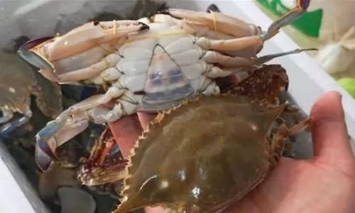 How to Select Fresh Swimming Crabs:A Comprehensive Guide