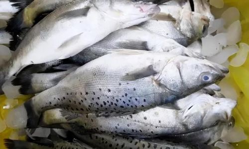 How to Select Fresh Sea Bass:A Comprehensive Guide
