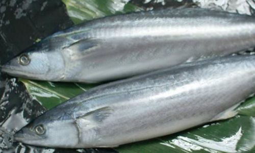 How to Select Fresh Frozen Mackerel:A Comprehensive Guide