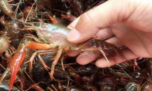 How to Select Fresh Crayfish:A Comprehensive Guide