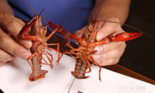 How to Select Fresh Crayfish:A Comprehensive Guide