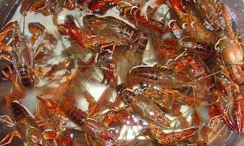 How to Select Fresh Crayfish:A Comprehensive Guide