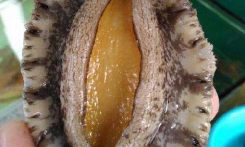 How to Select Fresh Shell-On Abalone