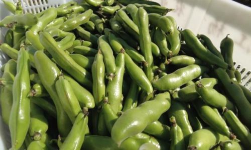 How to Select Fresh Broad Beans:A Comprehensive Guide