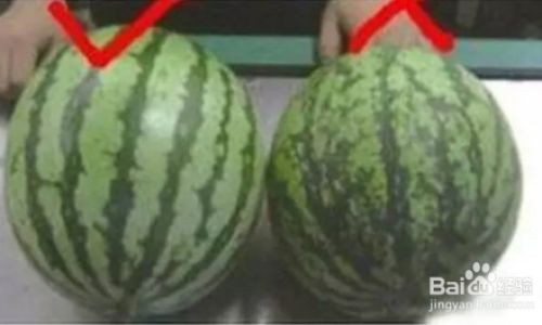 How to Select the Perfect Small Watermelon Sugary Watermelon)