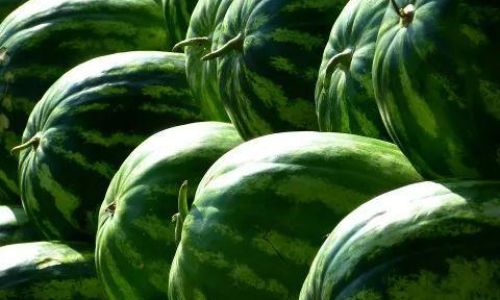 How to Select the Perfect Small Watermelon Sugary Watermelon)