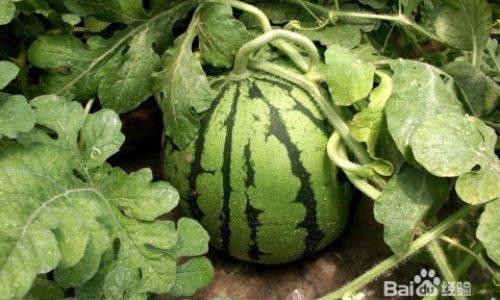 How to Choose a Delicious Watermelon