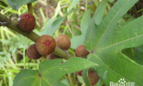 How to Select the Perfect Five-Fingered毛桃 Ficus hirta)A Comprehensive Guide