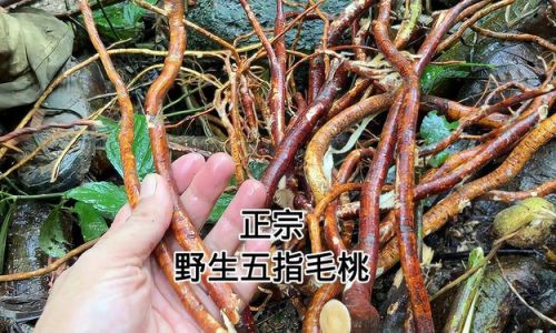 How to Select the Perfect Five-Fingered毛桃 Ficus hirta)A Comprehensive Guide